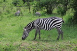 Fototapeta Sawanna - Zebra grazing