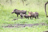 Fototapeta Sawanna - Family of warthogs