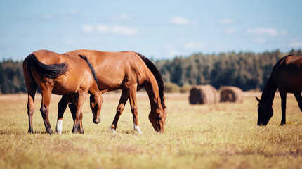  Horses grazing in the field. Rural landscape.