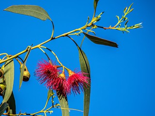 Wall Mural - Gum Flowers