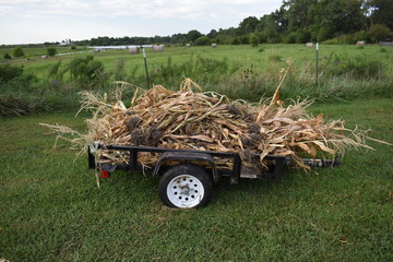 Sticker - Trailer Load of Corn Stalks