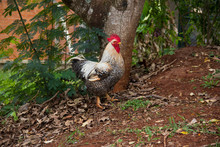 Rooster Alone Loose Inside The Farm.