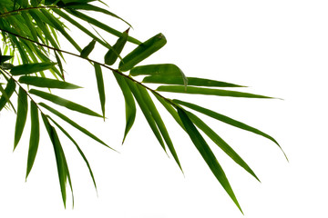 Wall Mural - Green leaves of bamboo tree isolated on white for background