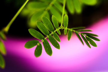 Proffesional Macro Photography of Mimosa pudica, also called sensitive plant, sleepy plant, action plant.