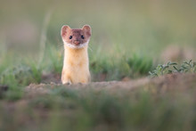 Long Tailed Weasel In The Canadian Prairies