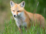 Fototapeta Zwierzęta - Red fox kit in the wild
