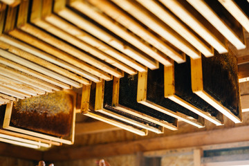 Close-up of wooden honeycomb frames hanging on a shelf in bee house. Sun rays gently illuminate shelves in beehouse.