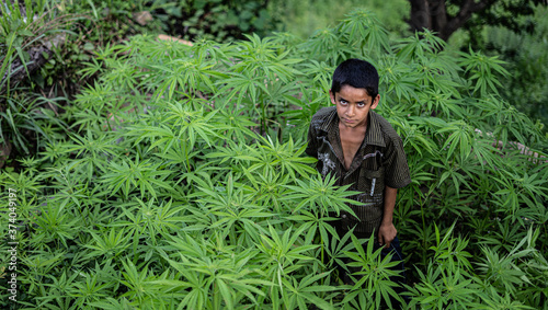 A little poor boy working in the fields, growing weed plants Poster Mural XXL