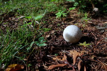 Old Plastic Ball In Woods