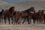 Fototapeta Konie - herd of horses on the meadow
