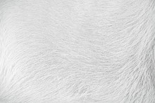 Gray Fur Dog Texture , Nature Animal Skin White Background