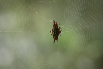 spider on the web