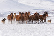 horses on the snow