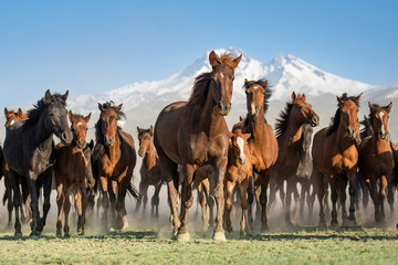 Wall Mural - herd of horses on the meadow