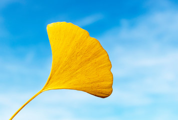 Yellow fall leaf of ginkgo biloba tree isolated on blue sky background. Colorful cheerful autumn background. Autumn greeting concept. Close up. Copy space for text or design