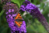 Piękny motyl na kwiecie Budlei kwitnącym latem w ogrodzie botanicznym