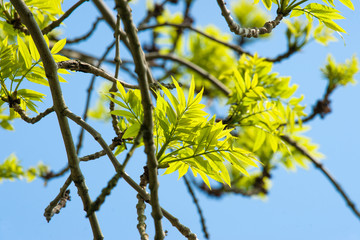 Wall Mural - tree with green leaves