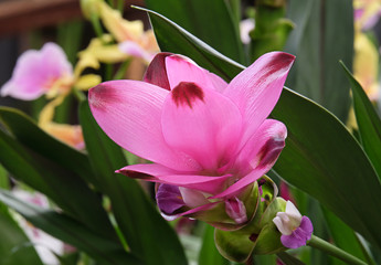 Blooming Turmeric or Siamese Tulip (Latin - Curcuma alismatifolia)