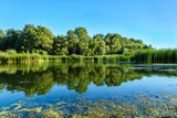 Fototapeta Krajobraz - Panorama of forest, reeds & waterweeds reflecting in the waters of a calm river (or lake). Clear blue sky in the background