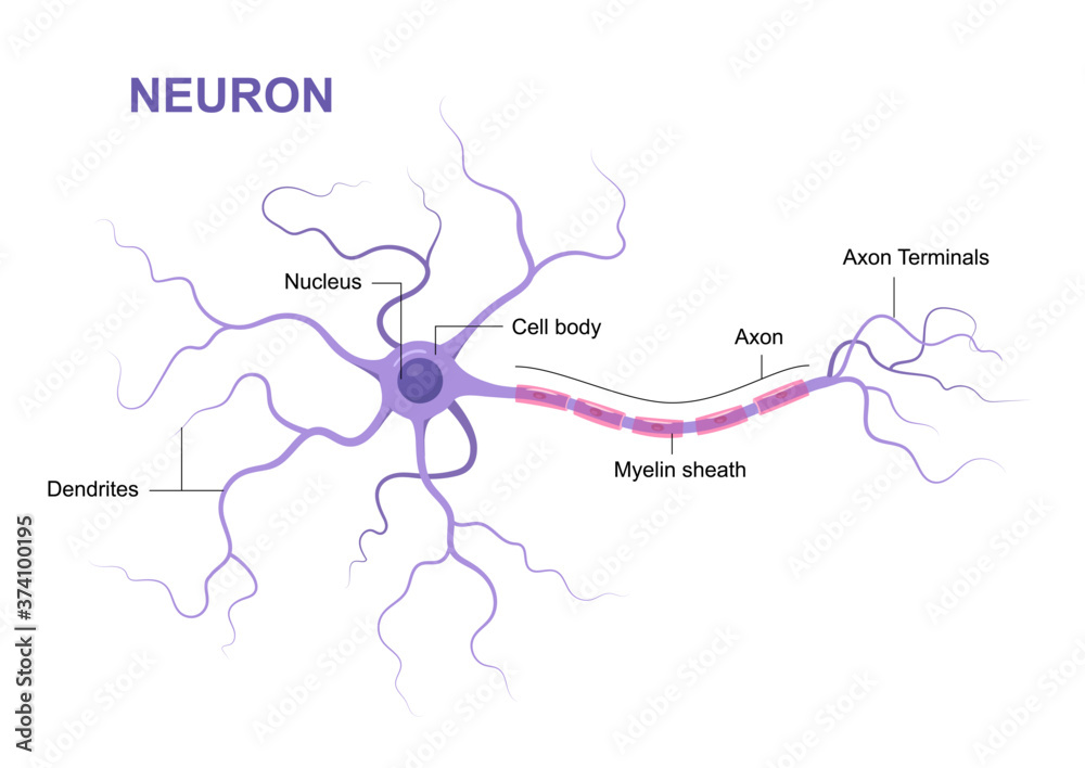 Illustration of neuron anatomy. Vector infographic (Neuron, nerve cell ...