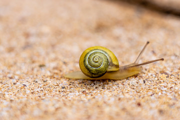 garden banded snail