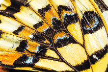 Beautiful Butterfly, Closeup View
