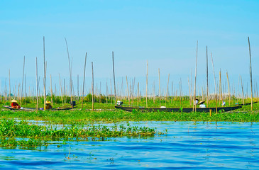 Canvas Print - The farmers on Inle Lake, Intha, Myanmar