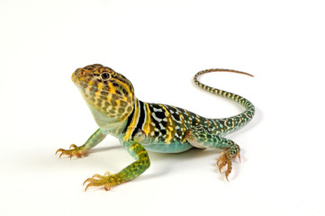 Canvas Print - Common collared lizard, male / Halsbandleguan, Männchen (Crotaphytus collaris) 