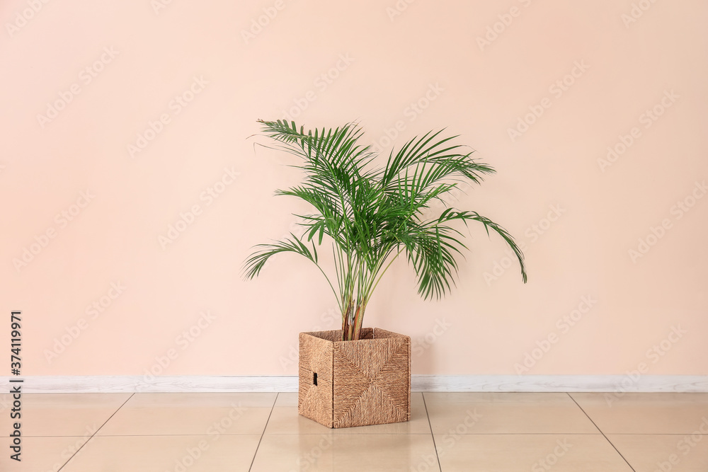 Fresh houseplant near color wall in room