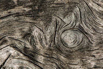 Old tree trunk, abstract background