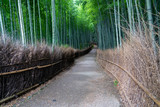 Fototapeta Dziecięca - Arashiyama bamboo forest in Kyoto in the early morning（竹林の小径＠嵐山）