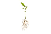 Raiz Pivotante Limón Citrus Planta Bonsai