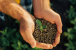 © LIGHTFIELD STUDIOS - top view of farmer holding soil with young plant in cupped hands