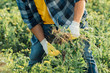 © LIGHTFIELD STUDIOS - partial view of farmer in plaid shirt and gloves holding weeds while working in field