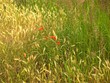 piękno traw łąkowych z kłosami nasiennymi, kwiat, mak, pola, charakter, zieleń, krajobraz, flora, naturalny