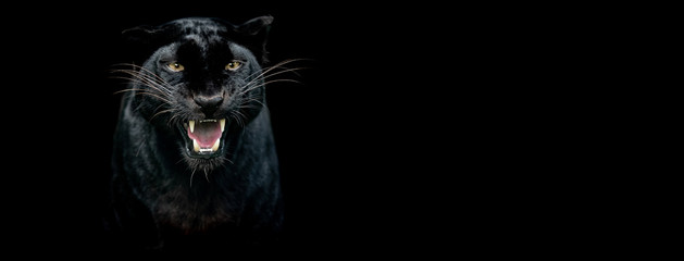 Leinwandbilder - Template of a black panther with a black background