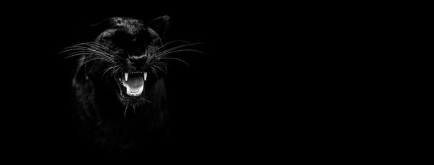 Template of a black panther with a black background