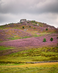 Canvas Print - Drake Stone atop Harbottle Hills and Heather, the hills and crags are a nature reserve above the village of Harbottle, seen here covered in summer heather, located within Northumberland National Park