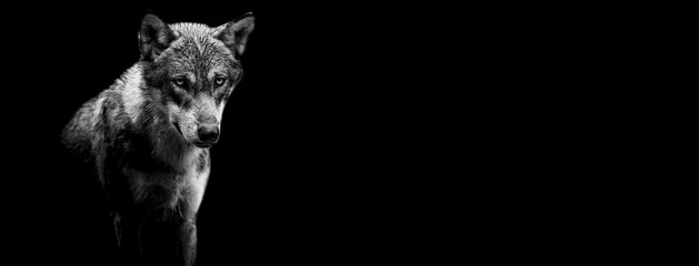 Wall Mural - template of a grey wolf with a black background