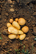 © LIGHTFIELD STUDIOS - top view of fresh organic potatoes on ground in field