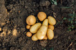 © LIGHTFIELD STUDIOS - top view of potato tubers on ground in field