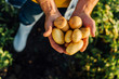 © LIGHTFIELD STUDIOS - cropped view of rancher holding fresh potatoes in cupped hands, selective focus
