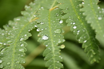 Dew on a leaf.