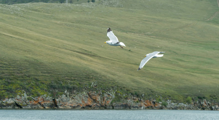 the gulls fly over the shore. Chroicocephalus ridibundus