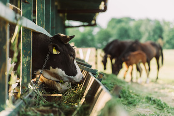 Canvas Print - Selective focus of black and white spotted cow eating hay from manger in cowshed