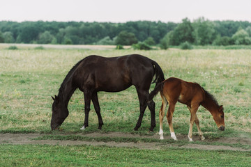 side view of brown horse with colt eating green grass while pasturing on field