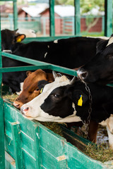 Canvas Print - Black and white cow and brown calf eating hay from manger in cowshed