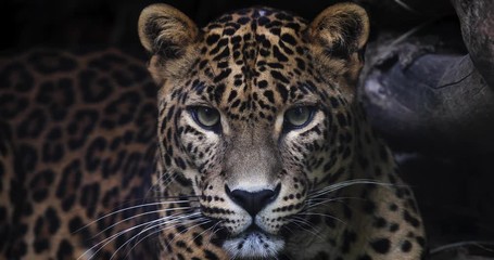 Canvas Print - portrait of a panther in the forest