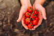 © LIGHTFIELD STUDIOS - top view of rancher holding branch of red, ripe cherry tomatoes in cupped hands