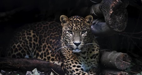 Canvas Print - portrait of a panther in the forest